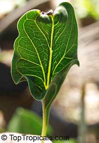 Ficus krishnae, Ficus benghalensis var. krishnae 