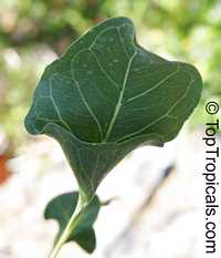 Ficus krishnae, Ficus benghalensis var. krishnae 