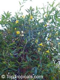 Gelsemium sempervirens, Yellow Jessamine, Carolina Jasmine, Yellow jessamine, Trumpet Flower