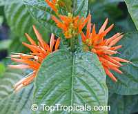 Justicia sp., Jacobinia sp., Plume Flower