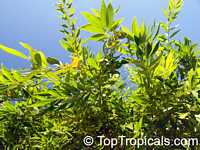 Cocculus laurifolius, Laurel-leaf Snailseed