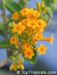 Cestrum aurantiacum, Cestrum chaculanum, Cestrum paucinervium, Yellow Cestrum