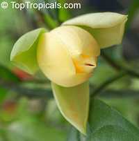 Magnolia liliifera, Talauma candollei, Magnolita, Egg Magnolia Magnolia liliifera, Talauma candollei, Magnolita, Egg Magnolia