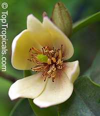 Magnolia figo, Michelia figo, Magnolia fuscata, Banana Magnolia, Banana Shrub, Port Wine Magnolia Magnolia figo, Michelia figo, Magnolia fuscata, Banana Magnolia, Banana Shrub, Port Wine Magnolia