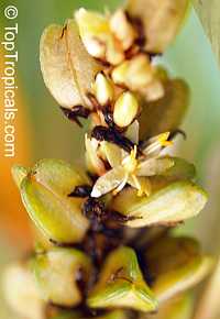 Chlorophytum amaniense, Chlorophytum orchidantheroides, Mandarin Plant, Fire Flash, Fire Glory