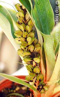Chlorophytum amaniense, Chlorophytum orchidantheroides, Mandarin Plant, Fire Flash, Fire Glory