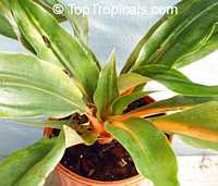 Chlorophytum amaniense, Chlorophytum orchidantheroides, Mandarin Plant, Fire Flash, Fire Glory