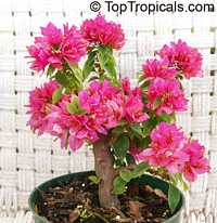 Bougainvillea Dwarf Pixie

Click to see full-size image