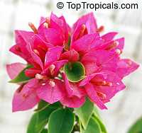Bougainvillea arborea Dwarf, Dwarf Bonsai Bougainvillea