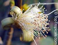 Pseudobombax ellipticum, Pseudobombax grandiflorum, Pink Shaving Brush Tree