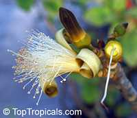 Pseudobombax ellipticum, Pseudobombax grandiflorum, Pink Shaving Brush Tree