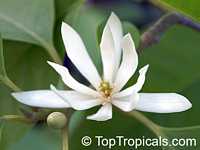 Magnolia x Alba, Michelia x Alba, White Champak, Pak-Lan, Banana Shrub, Cempaka Putih, Bai Yu Lan ( white-jade flower), Bai Yu Lan, Safa, Magnolia x Alba, Michelia x Alba, White Champak, Pak-Lan, Banana Shrub, Cempaka Putih, Bai Yu Lan ( white-jade flower), Bai Yu Lan, Safa,