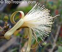 Pseudobombax ellipticum, Pseudobombax grandiflorum, Pink Shaving Brush Tree