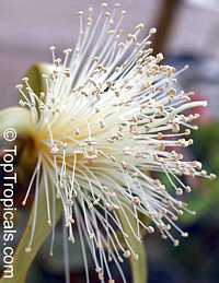 Pseudobombax ellipticum, Pseudobombax grandiflorum, Pink Shaving Brush Tree
