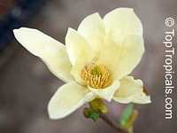 Magnolia x Elizabeth, Elizabeth Magnolia Magnolia x Elizabeth, Elizabeth Magnolia