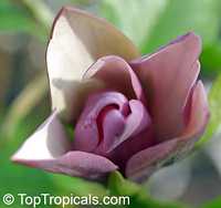 Magnolia x brooklynensis Black Beauty , Magnolia Black Beauty Magnolia x brooklynensis Black Beauty , Magnolia Black Beauty