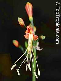 Eucrosia bicolor , Peruvian Lily