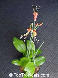 Eucrosia bicolor , Peruvian Lily
