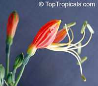 Eucrosia bicolor , Peruvian Lily