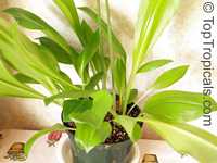 Eucrosia bicolor , Peruvian Lily