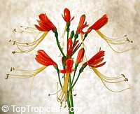 Eucrosia bicolor - Peruvian Lily

Click to see full-size image