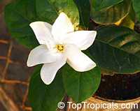 Gardenia taitensis Heaven Scent, Tahiti Gardenia