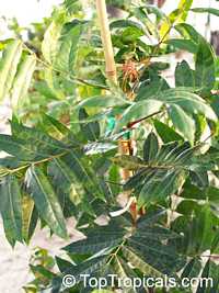 Harpephyllum caffrum