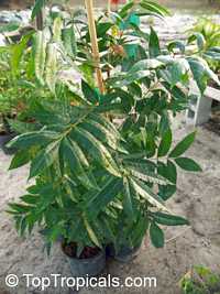 Harpephyllum caffrum
