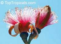 Pseudobombax ellipticum, Pseudobombax grandiflorum, Pink Shaving Brush Tree