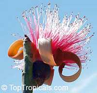 Pseudobombax ellipticum, Pseudobombax grandiflorum, Pink Shaving Brush Tree