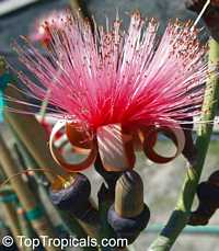 Pseudobombax ellipticum, Pseudobombax grandiflorum, Pink Shaving Brush Tree
