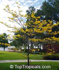 Tabebuia chrysotricha, Tabebuia chrysantha Tabebuia chrysotricha, Tabebuia chrysantha