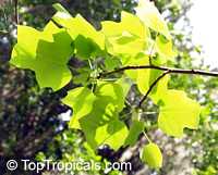Liriodendron tulipifera, Tulip tree, Yellow Poplar, Tulip Magnolia, Whitewood