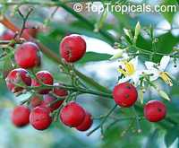 Nandina domestica Nandina domestica