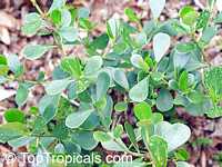 Clusia guttifera , Small Leaf Clusia, Small Leaf Pitch Apple Clusia guttifera , Small Leaf Clusia, Small Leaf Pitch Apple