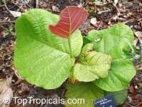 Coccoloba pubescens, Grandleaf Seagrape, Tin Roof Tree