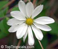 Montanoa guatemalensis, Daisy Vine, Daisy Tree