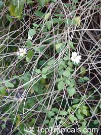 Montanoa guatemalensis, Daisy Vine, Daisy Tree