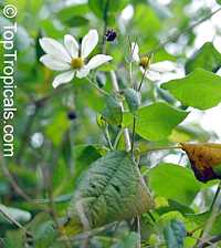 Montanoa guatemalensis, Daisy Vine, Daisy Tree