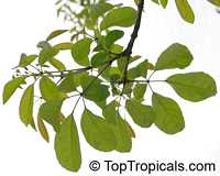 Tabebuia impetiginosa, Dwarf Pink Tabebuia Tabebuia impetiginosa, Dwarf Pink Tabebuia