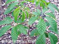 Tabebuia alba, Tecoma alba Tabebuia alba, Tecoma alba