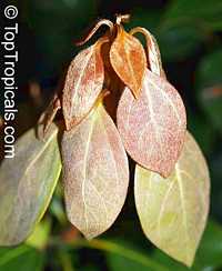 Neolitsea sericea