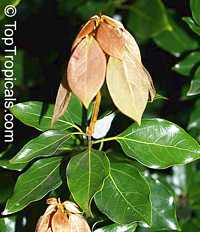 Neolitsea sericea