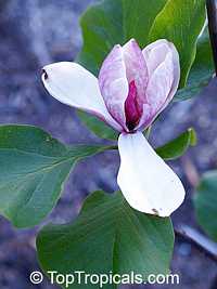 Magnolia sp., Magnolia hybrid