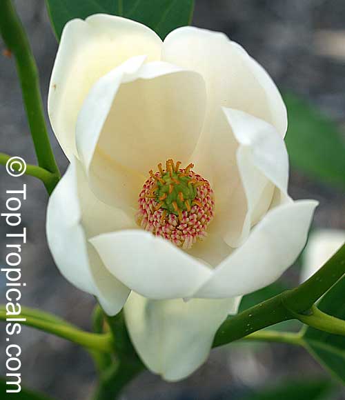 magnolia globosa