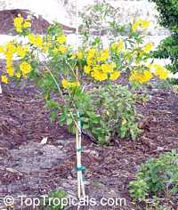 Tecoma stans, Bignonia stans, Yellow Elder, Yellow Bells Tecoma stans, Bignonia stans, Yellow Elder, Yellow Bells
