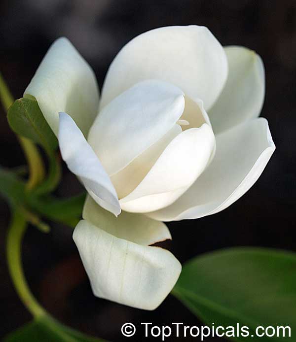magnolia globosa