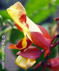 Thunbergia mysorensis, Thunbergia Anderson x Bedd, Hexacentris mysorensis, Clock Vine Thunbergia mysorensis, Thunbergia Anderson x Bedd, Hexacentris mysorensis, Clock Vine