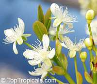 Eugenia braziliensis, Eugenia dombeyi, Grumichama