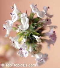Nepeta cataria, Catnip 